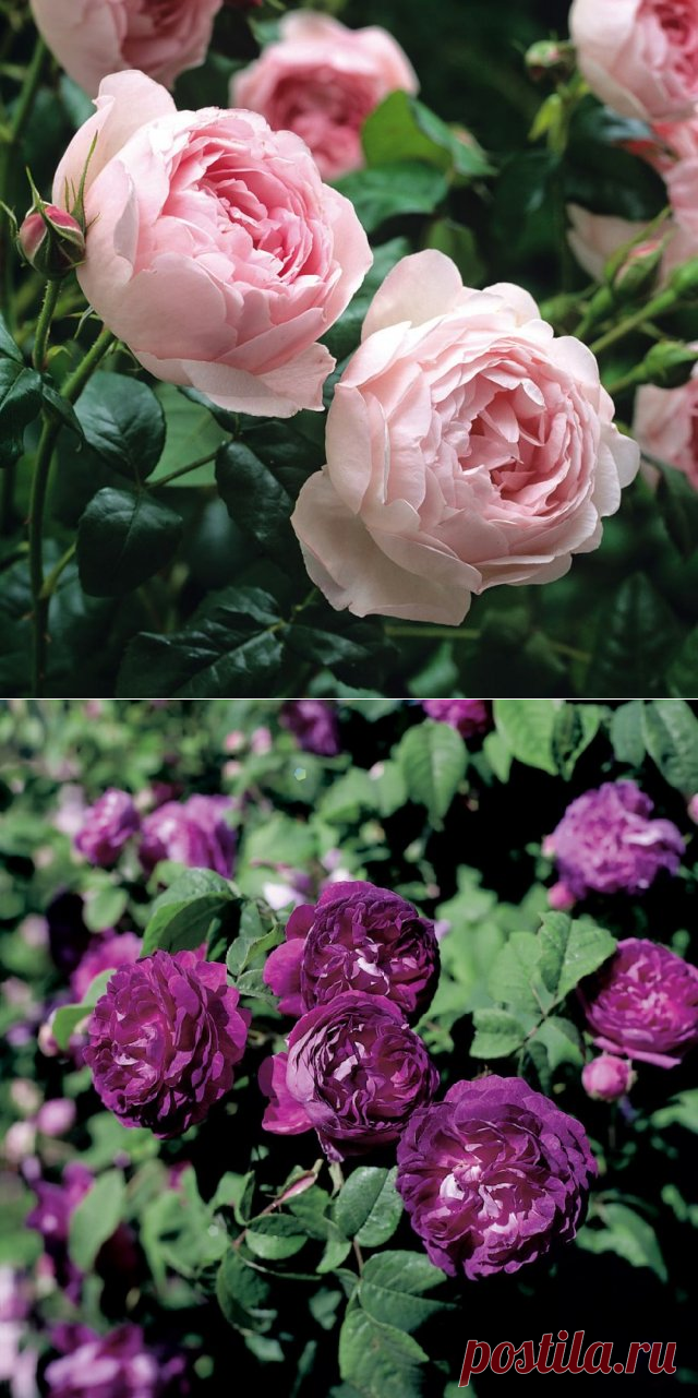 Лучшие сорта парковых роз: фото, названия, описания, советы по уходу | Розы (Огород.ru)