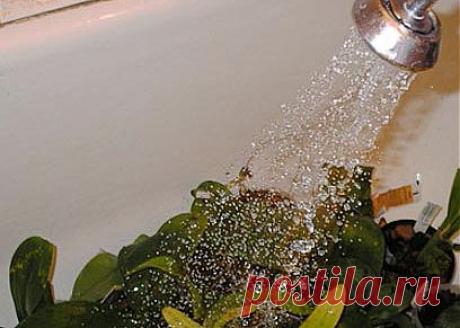 Горячий душ для ухода за комнатными растениями