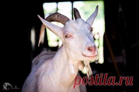 37 фотографий счастливых животных, которые заставят вас улыбнуться