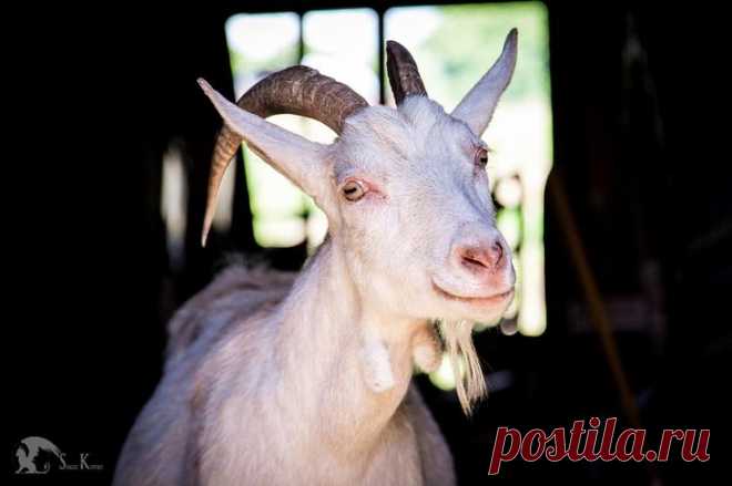 37 фотографий счастливых животных, которые заставят вас улыбнуться