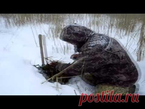 Ловля ондатры капканами зимой.Охота на ондатру в Омской области. Trapping muskrat — Яндекс.Видео