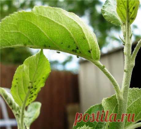 Поиск новостей по запросу #Секреты_ухода_floschool