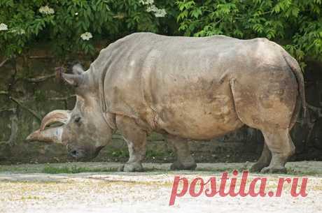 Северные белые носороги исчезнут с лица Земли