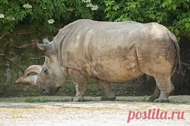 Северные белые носороги исчезнут с лица Земли