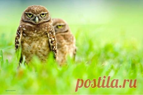 Тег: сова / Интересные изображения и фотографии / InPic
