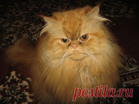 Картинки рыжие коты и кошки