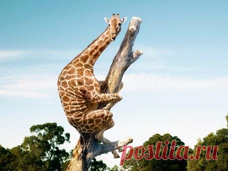 Смешные фото животных, которые заставят вас смеяться до слез. Проверим? Серия очень смешных фотографий животных в дикой природе