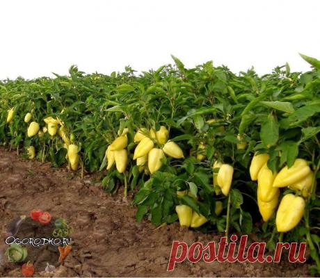 (5) Одноклассники