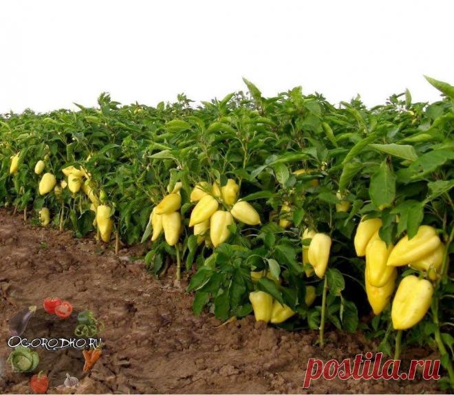 (5) Одноклассники