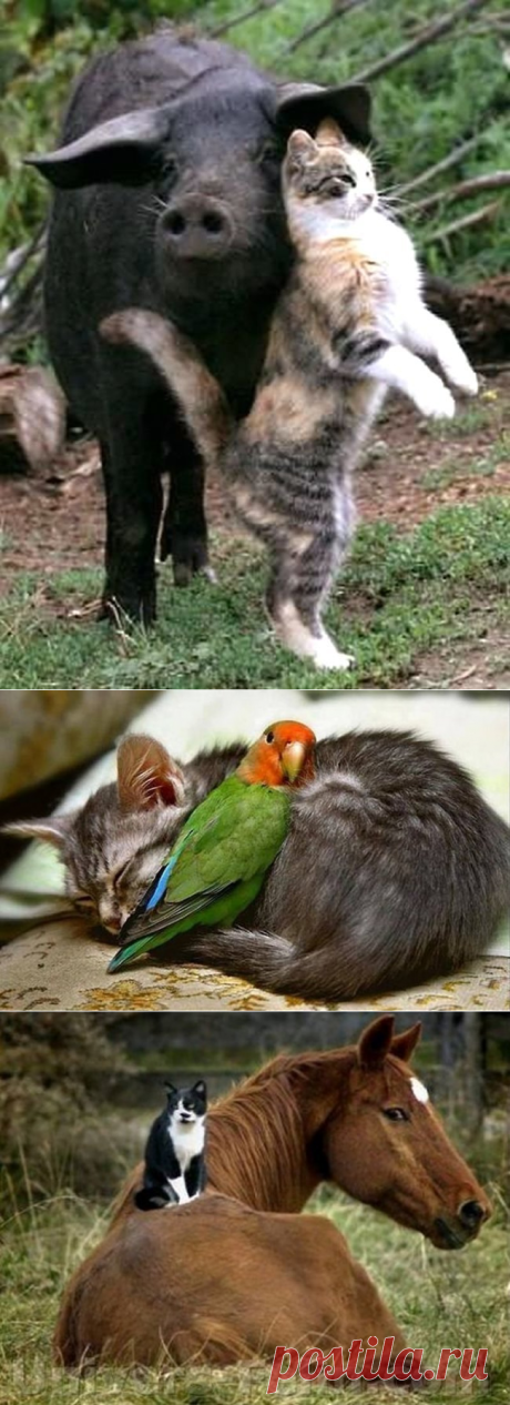 Котики и все-все-все