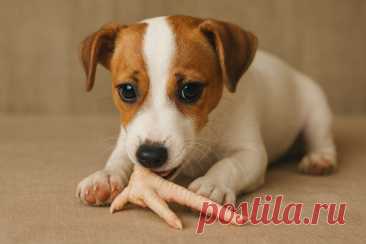 🐶🍗 Можно ли давать собакам куриные лапки? Узнайте, когда это безопасно, а когда лучше воздержаться. Ваш питомец скажет вам спасибо! 👉
#Собаки#ПитаниеСобак#ЗдоровьеПитомцев#КуриныеЛапки#СоветыДляХозяев#Ветеринария
Изображение от ChatGPT