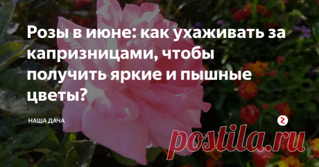 Розы в июне: как ухаживать за капризницами, чтобы получить яркие и пышные цветы? Розарий – это диагноз. Нет, серьезно. Я сейчас не о тех южных регионах, где розы растут повсеместно чуть ли не на каждой заправочной станции, я о наших краях, зоне так называемого «рискованного земледелия». Ну, не подходит климат средних широт России для выращивания этих знойных южных красоток. Но разве истинного «увлеченца» это остановит?