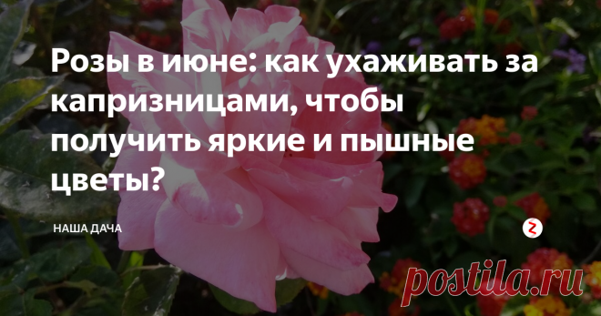 Розы в июне: как ухаживать за капризницами, чтобы получить яркие и пышные цветы? Розарий – это диагноз. Нет, серьезно. Я сейчас не о тех южных регионах, где розы растут повсеместно чуть ли не на каждой заправочной станции, я о наших краях, зоне так называемого «рискованного земледелия». Ну, не подходит климат средних широт России для выращивания этих знойных южных красоток. Но разве истинного «увлеченца» это остановит?