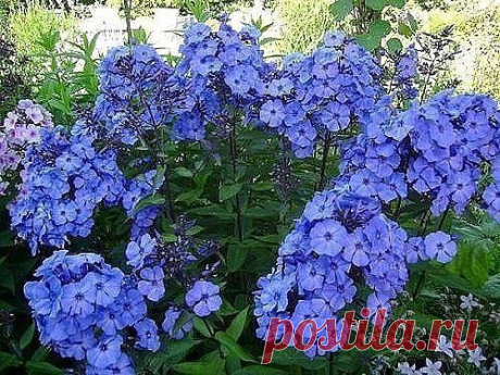 ФЛОКСЫ. СЕКРЕТЫ УСПЕШНОГО ВЫРАЩИВАНИЯ