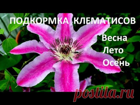 Подкормка клематисов с весны до осени