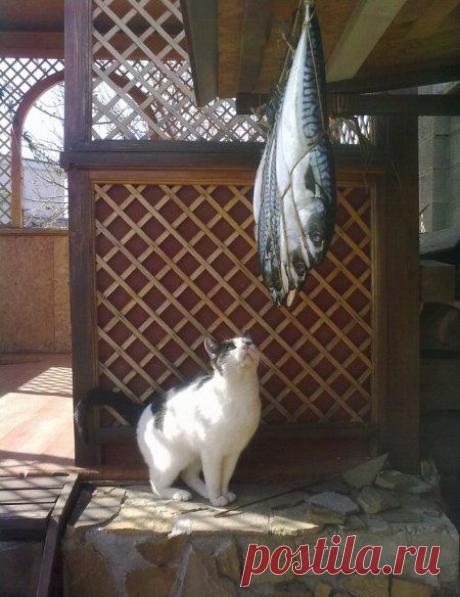 Животные смешные. Братишки наши меньшие :) » Поржать.ру