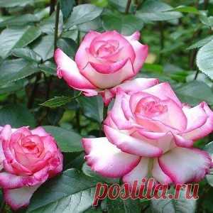 Уход за розами.  Розы первого года посадки