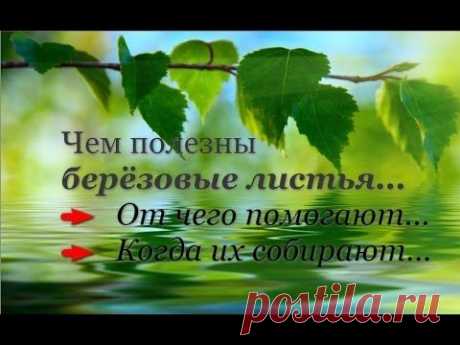 Чем полезны березовые листья. От чего помогают?