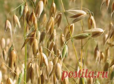 Лечение овсом: свойства, противопоказания, как заваривать?