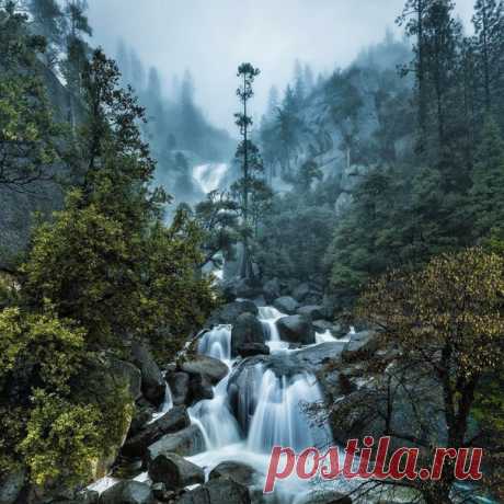 Туманный лес