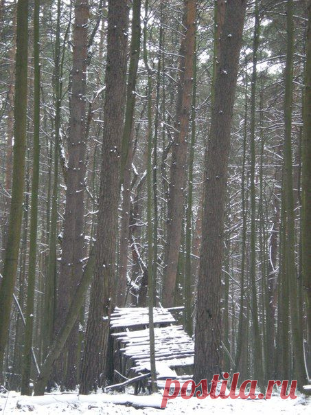 Ноябрьская безмятежность в снегу, высотой около 4-5 см / Социальная погода