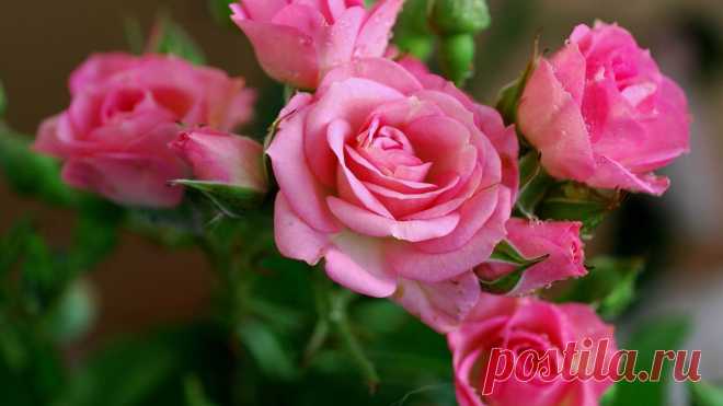 Download Wallpaper 1920x1080 rose, pink, flowers, bouquet HD background