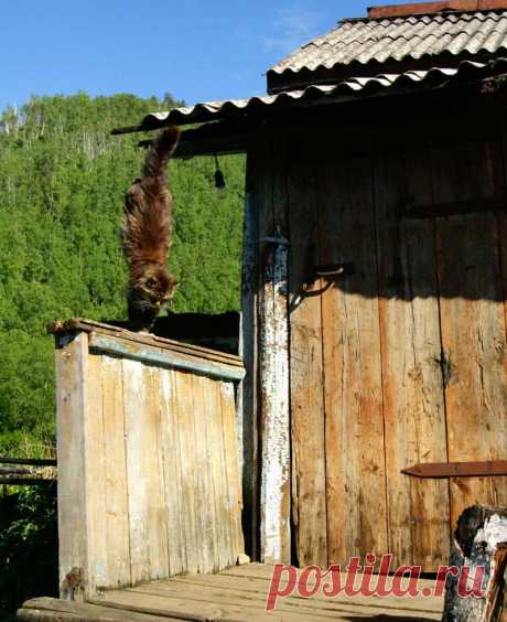 Кошки