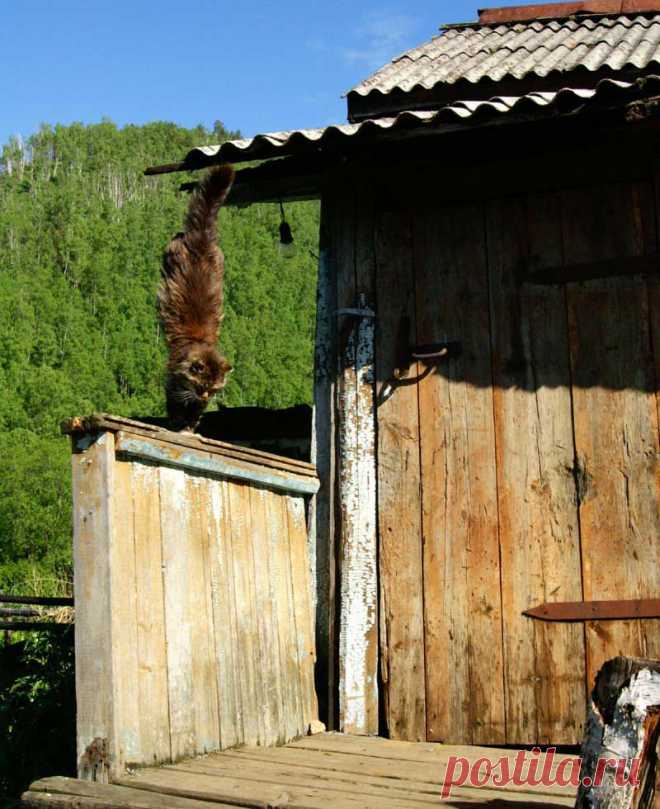 Кошки