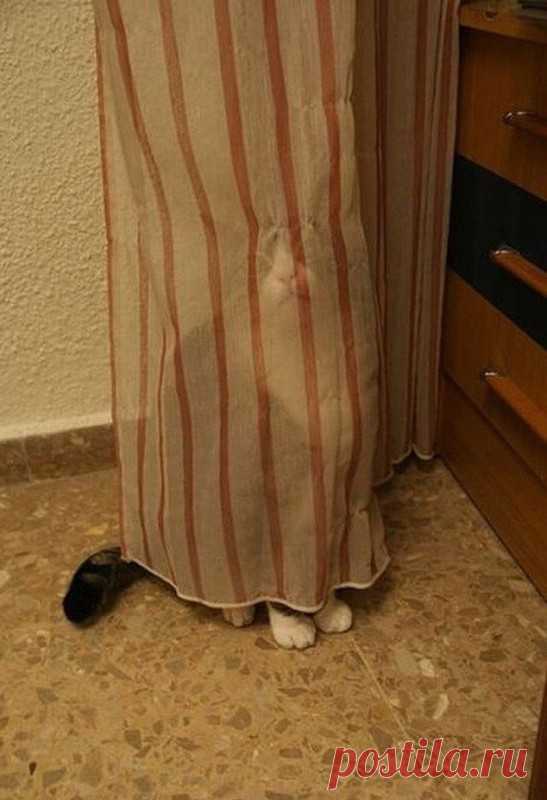 Кошки, которые не умеют играть в прятки Всем известно, что когда нужно, кошки могут быть тихими и бесшумными. Наверняка ваш Барсик не раз прятался в каком-нибудь укромном уголке, а вы бегали по дому и не могли его найти. Что ж, этот пост посвящен совершенно другой породе кошек, а именно, тем, которые совершенно не умеют играть...