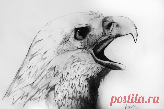 40 красивых и реалистичных эскизов животных для вашего вдохновения