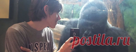 Парень показал этой горилле фотографии на своем телефоне. Ты будешь в шоке от ее реакции!