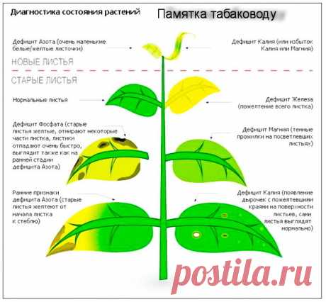 Памятка табаководу