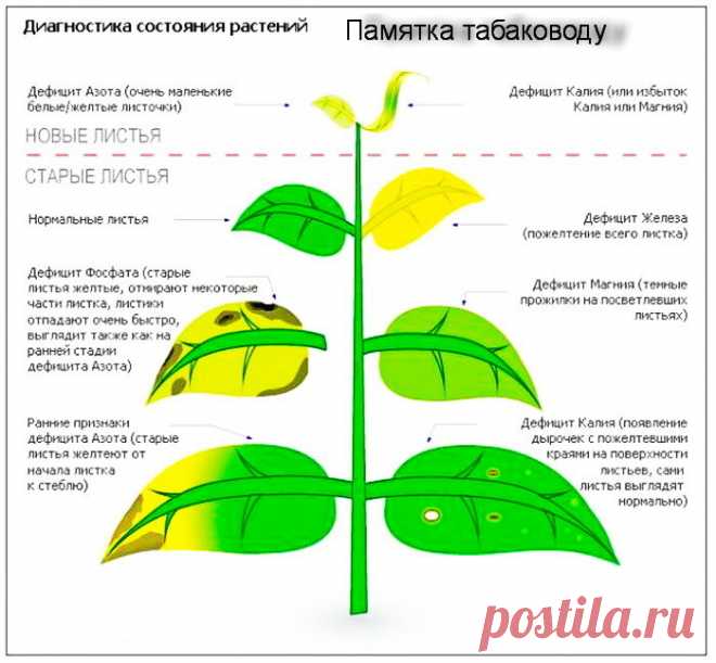 Памятка табаководу
