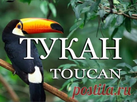 Тукан — Toucan - YouTube
