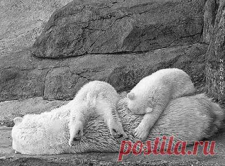 ЦВЕТЫ и многое другое – ✿ღ Мαթuя ღ✿ добавила 9 фотографий в альбом Забавные животные !!! (Из ).