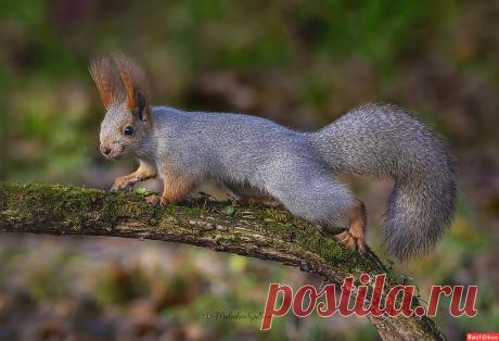 Фото: Гимнаст на бревне.. Фотограф-анималист Светлана Медведева. Фото животных. Фотосайт Расфокус.ру