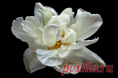 Photo The Pretty Ballerina by Steen Rasmussen on 500px | Rene Basurto Quijada приколол(а) это к доске Flores - Flowers