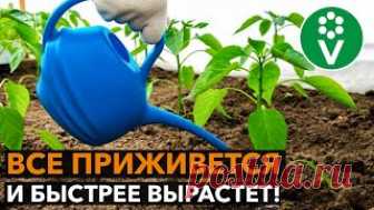 ПОЛЕЙТЕ ЭТИМ РАССАДУ ПОСЛЕ ВЫСАДКИ! Результат вас поразит! Как улучшить приживаемость рассады томата, перца, баклажана, огурца и других растений после высадки их в теплицу?  Успех приживаемости рассады зависит от многих факторов. Важными факторами являются отсутствие механических повреждение, болезней, вредителей, нормальные температурные условия и достаточный полив. Но есть еще один важный фактор, который позволит рассаде лучше прижиться.