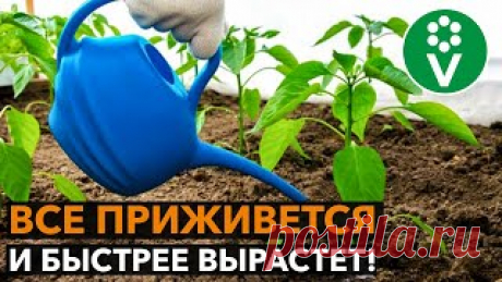 ПОЛЕЙТЕ ЭТИМ РАССАДУ ПОСЛЕ ВЫСАДКИ! Результат вас поразит! Как улучшить приживаемость рассады томата, перца, баклажана, огурца и других растений после высадки их в теплицу?  Успех приживаемости рассады зависит от многих факторов. Важными факторами являются отсутствие механических повреждение, болезней, вредителей, нормальные температурные условия и достаточный полив. Но есть еще один важный фактор, который позволит рассаде лучше прижиться.