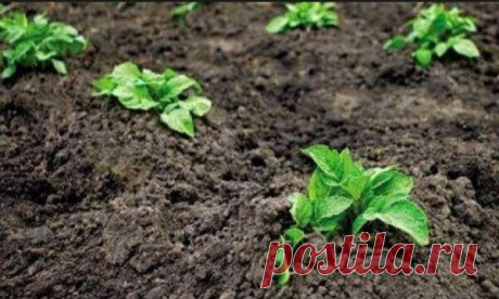 Посадка картофеля: способы и схемы, выращивание и уход