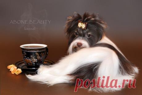 Napoleon Glamour Toy