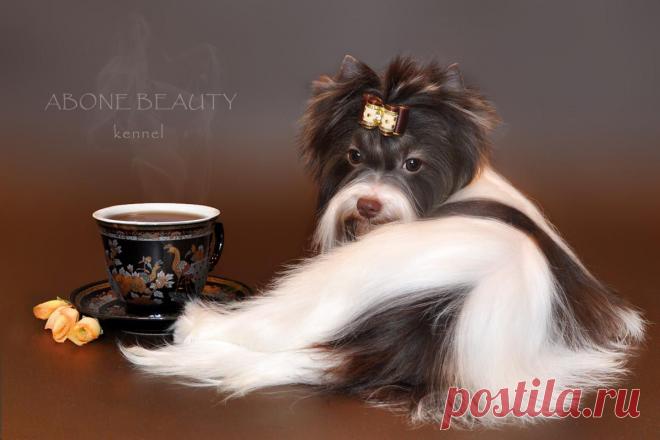 Napoleon Glamour Toy