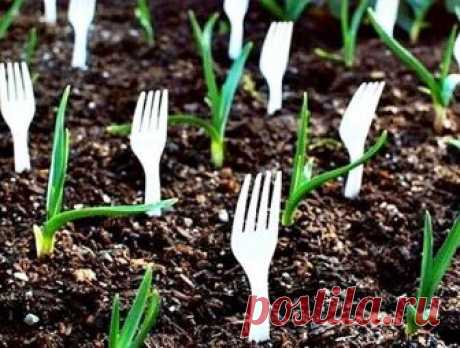 СТРАННЫЕ СОВЕТЫ ДЛЯ ОГОРОДНИКОВ .

Вот такие немного странные, но очень эффективные советы для всех дачников. Проверьте и убедитесь, что они действительно работают.

 Как правильно посадить, например, морковь? Некоторые огородники смешивают её с песком и высеивают. А я это делаю... в киселе.
Поверьте, это очень хороший способ. Варю из крахмала жидкий кисель, на стакан остывшего киселя беру одну чайную ложку семян моркови, размешиваю и выливаю в заварной чайник. Делаю в зем...