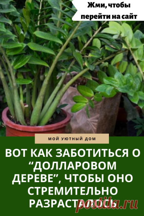 Советы как правильно ухаживать за долларовым деревом