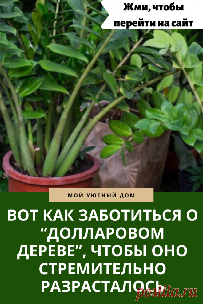 Советы как правильно ухаживать за долларовым деревом