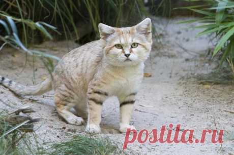 Барханный кот