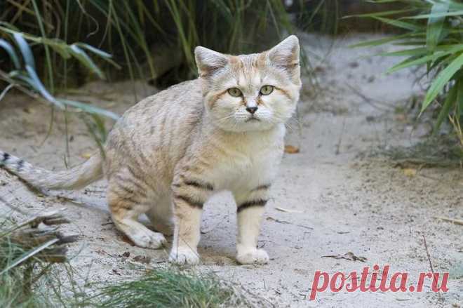 Барханный кот