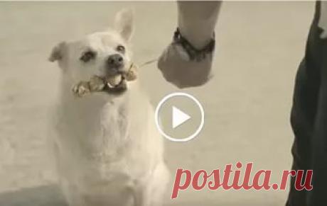 Парень угостил бродячего пса. Расплата не заставила себя долго ждать!