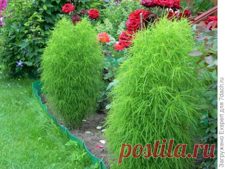 Кохия: выращивание, размножение и уход. Виды кохии