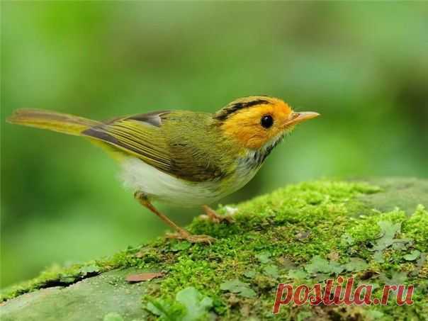 Певчие Птицы